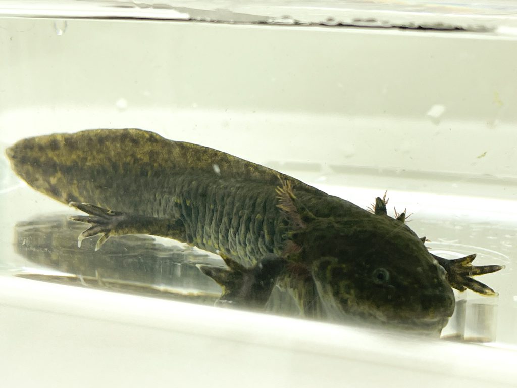 Axanthic Axolotl 5-9cm