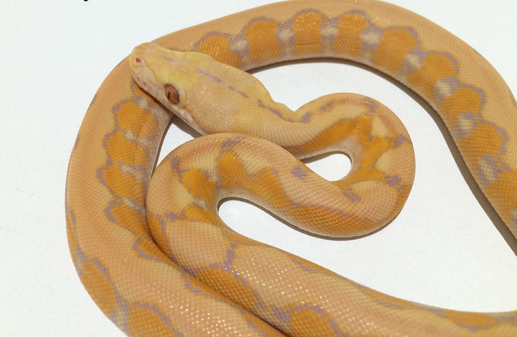 Female Coral Platinum Super Dwarf Reticulated Python CB18