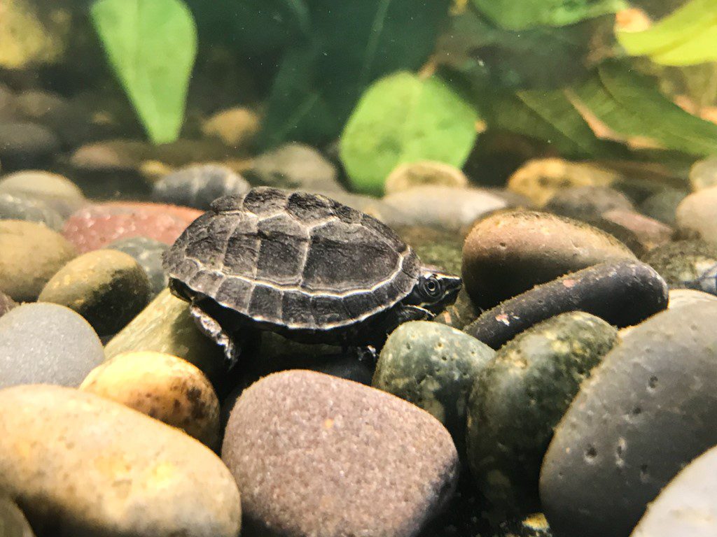 musk turtle housing