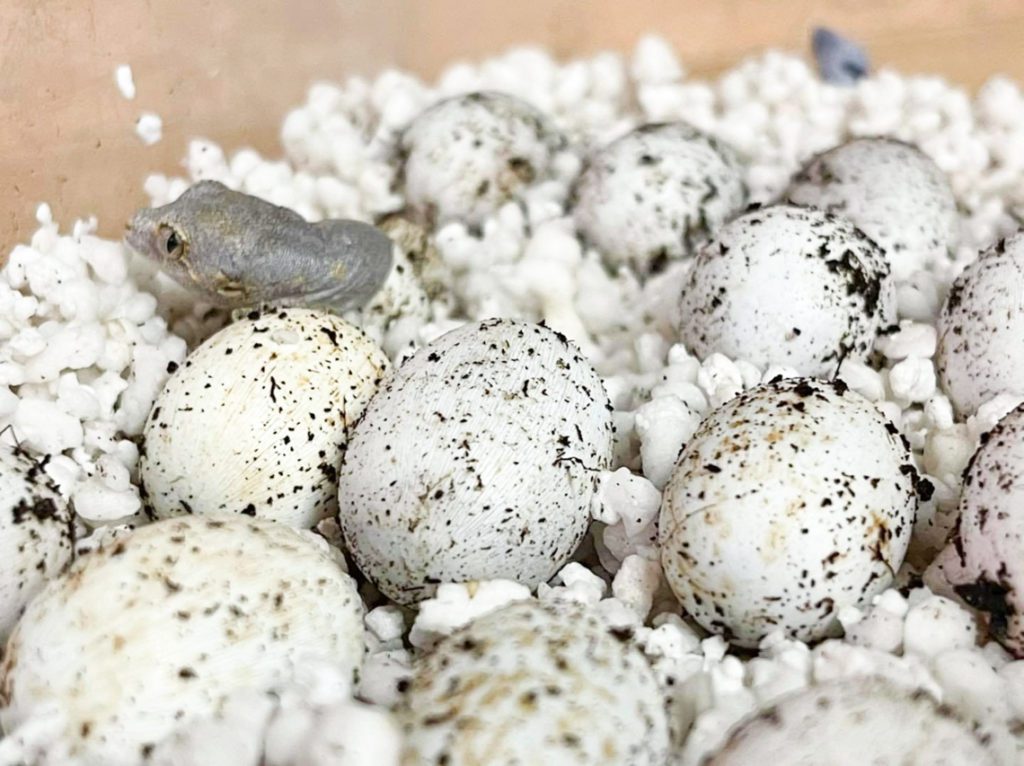 gargoyle gecko eggs