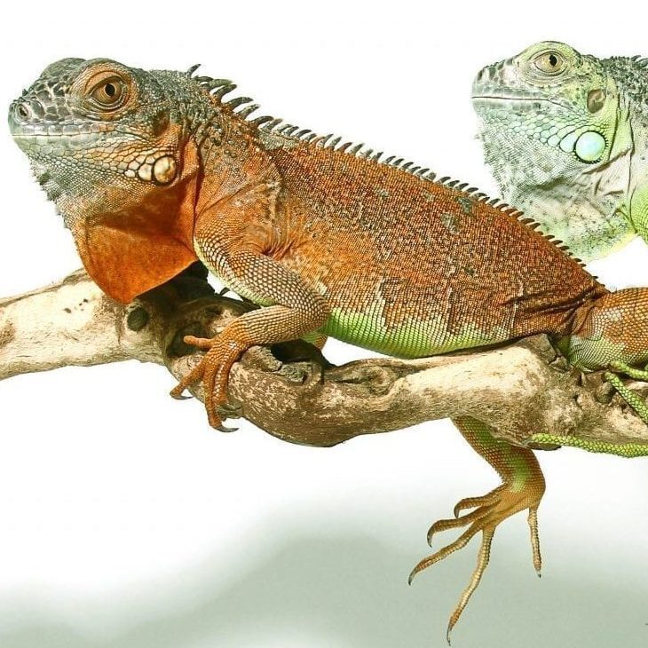 Red Iguana CB21