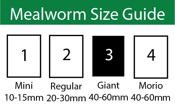 GIANT Mealworm, Pre-pack