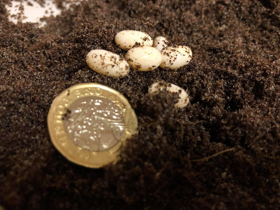 Eggs