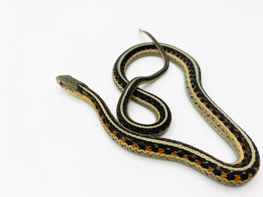 North American Garter Snake CB20 Garter snake for sale