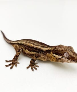 Our Gargoyle Gecko Care Sheet Blackpool Reptiles Aquatics