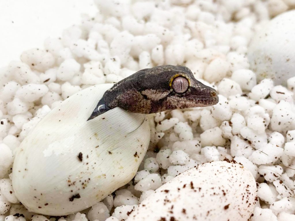 gargoyle gecko coming out of egg