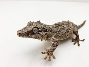 gargoyle gecko care sheet
