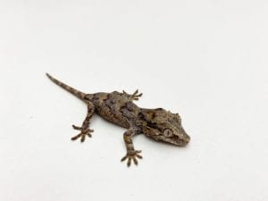 Reticulated Gargoyle Gecko CB21