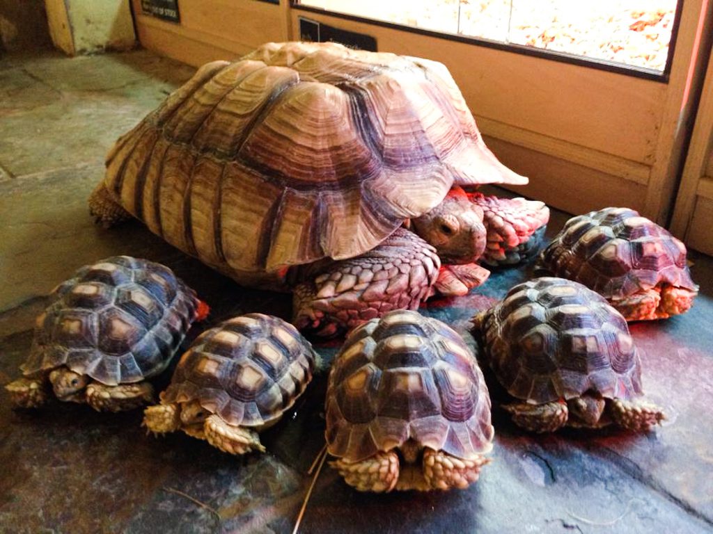 African spurred tortoise group