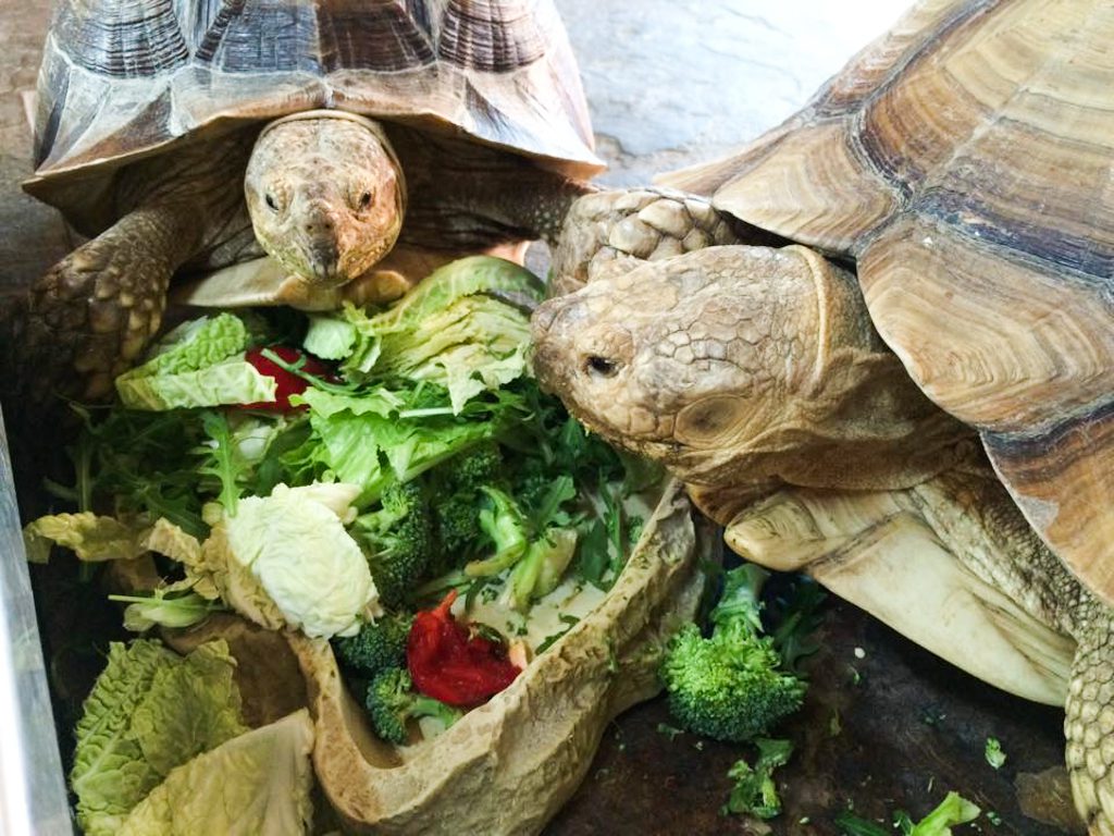african spurred tortoise eating