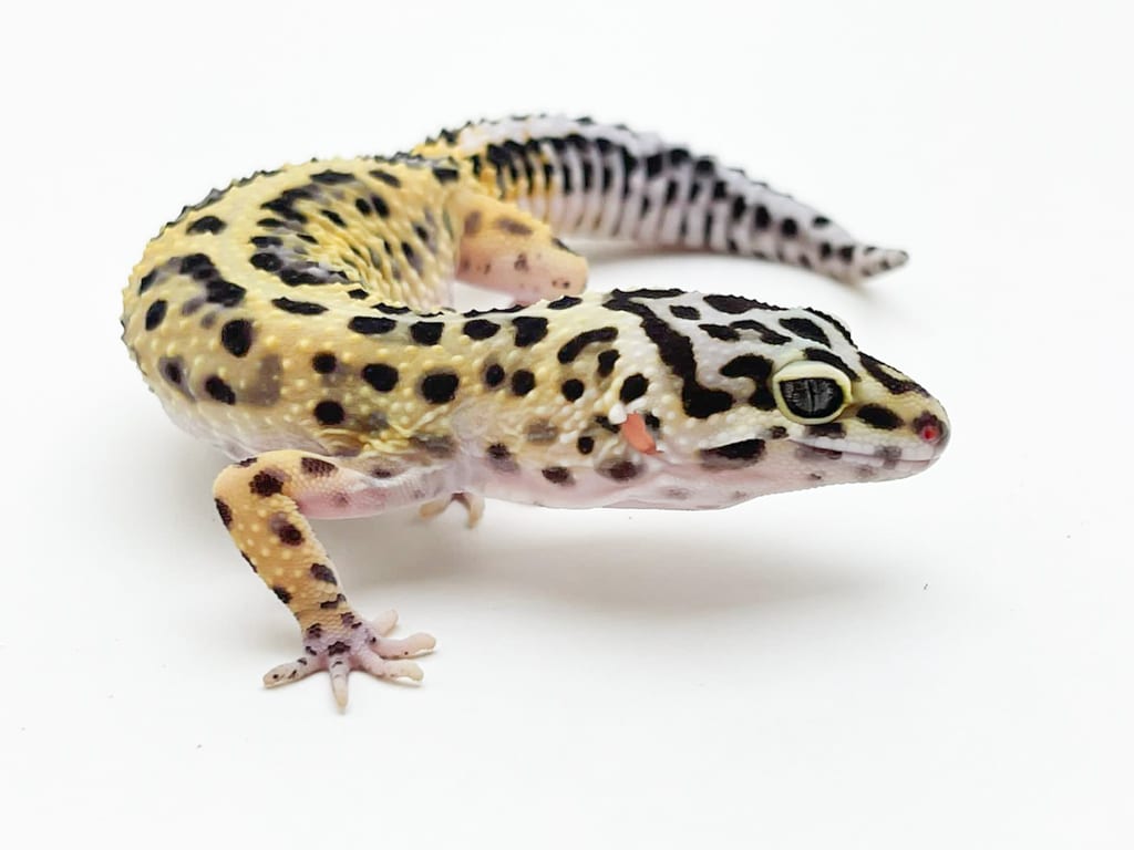 Bold Leopard Gecko CB20