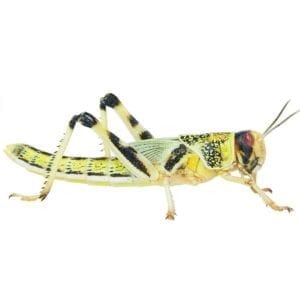 Locust pre-pack, Adult