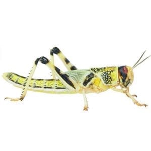 Locust pre-pack, Small