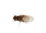 Flightless Fruitfly Drosophila culture