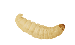 Waxworms 15g pre-pack