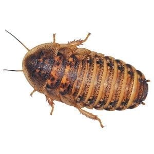 Dubia Cockroaches pre-pack, Medium