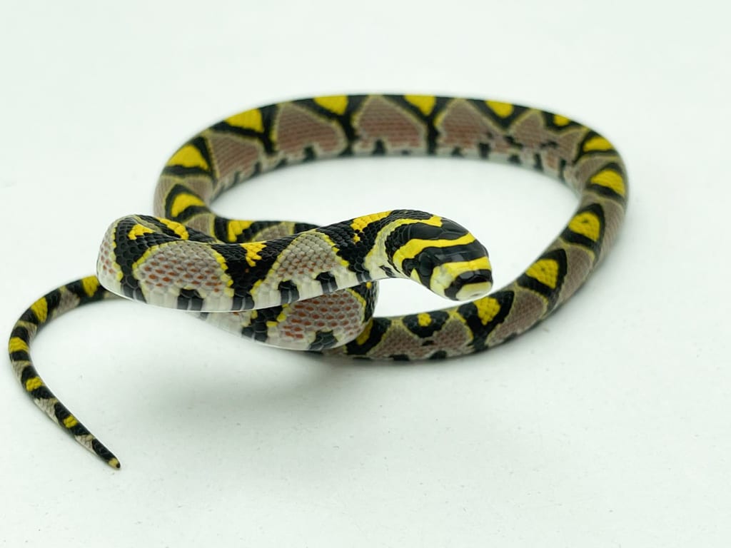 Female Mandarin Rat Snake CB20