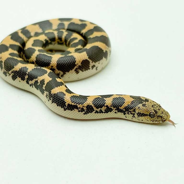 Kenyan Sand Boa 75% DODOMA CB20