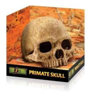 Exo Terra Primate Skull, PT2855