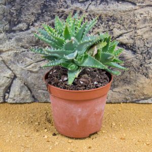 ProRep Live Plant. Rubble Aloe (Aloe mitriformis) 8.5cm