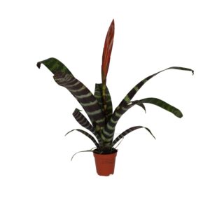ProRep Live plant. Vriesea era (Small)
