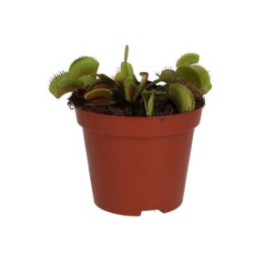 ProRep Live plant. Dionaea muscipula (9cm pot)