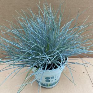 ProRep Live plant. Blue Dwarf Grass (Large)