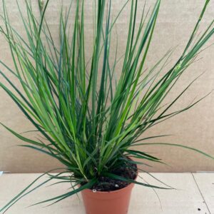 ProRep Live plant. Sedge Grass (Medium)