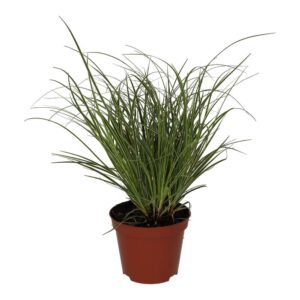 ProRep Live plant. Sedge Grass 'Jubilo' (Medium)