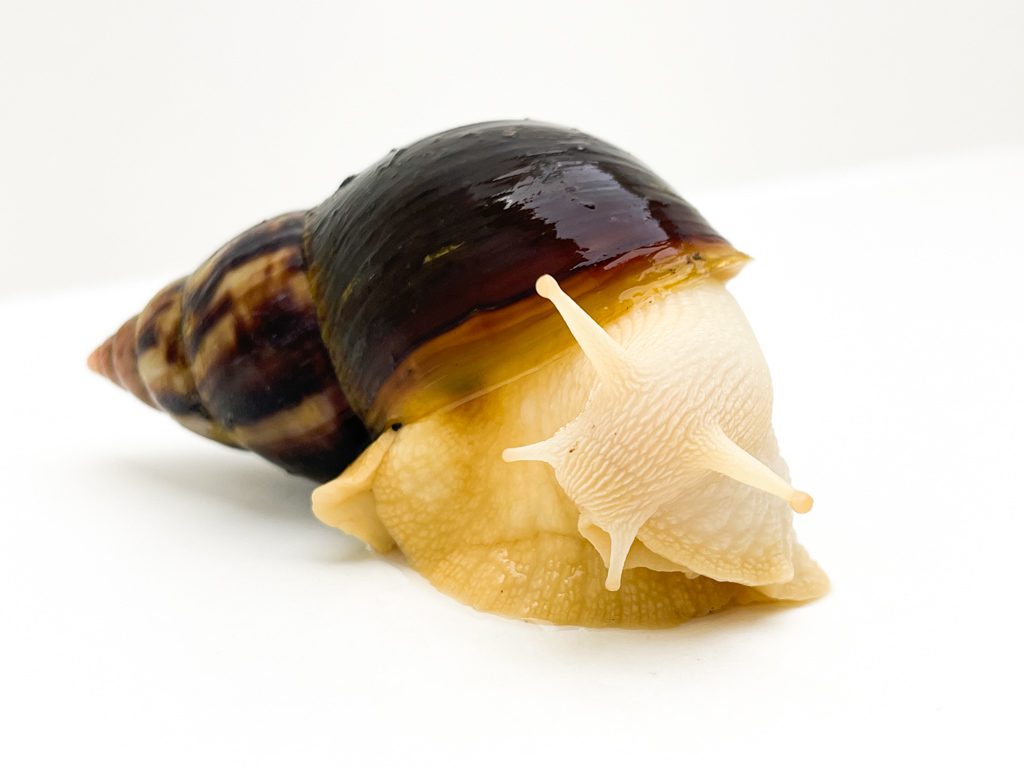 Giant African Land Snail Albino Body/ Brown Shell 10cm