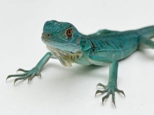 Blue Iguana CB21