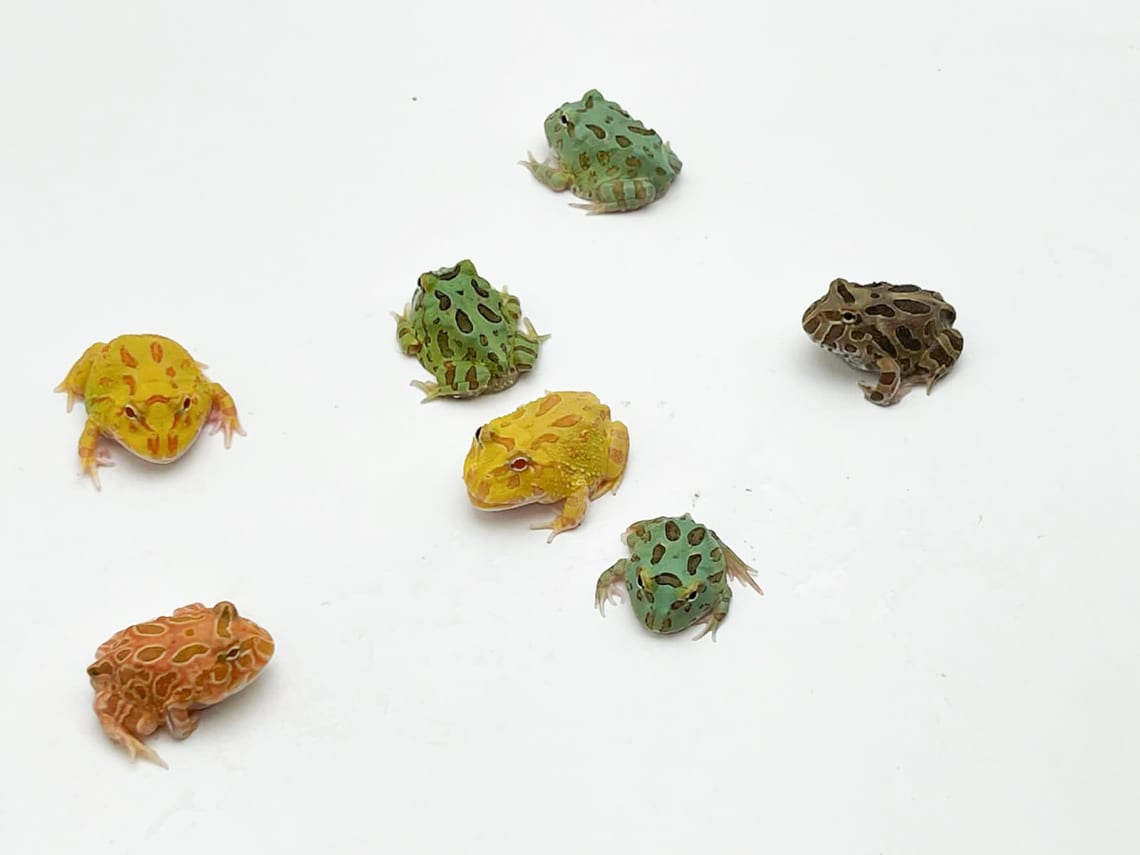 different types of pacman frogs