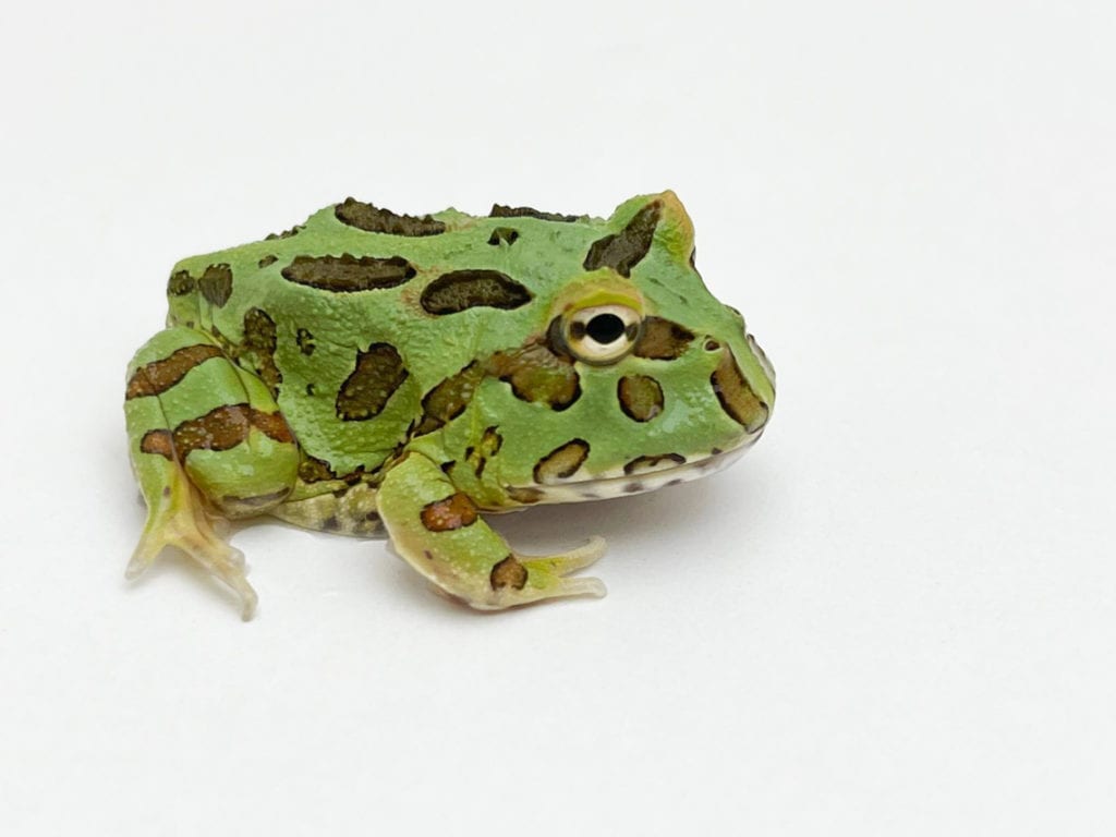 Green Horned Frog CB22