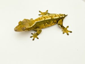 Female Tricolor Harlequin Crested Gecko (dropped tail) CB Proven Breeder