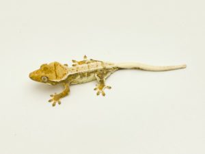 Lilly White Crested Gecko B CB22