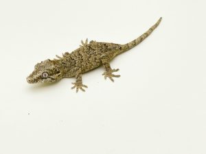 Reticulated Gargoyle Gecko CB24