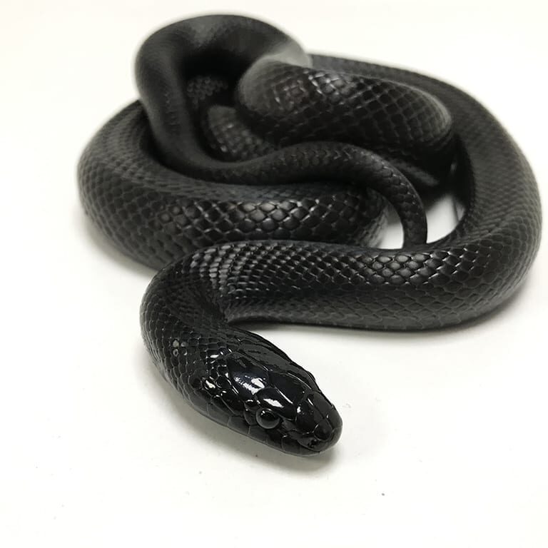 Mexican Black King Snake CB23