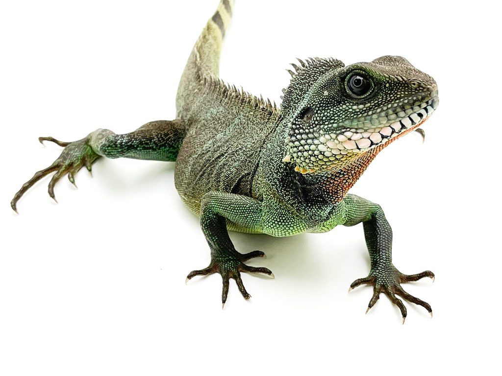 Male Chinese Water Dragon CB20