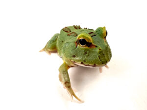 Peppermint Horned Frog CB24