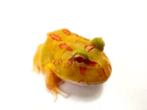 Reduced Albino Horned Frog CB24