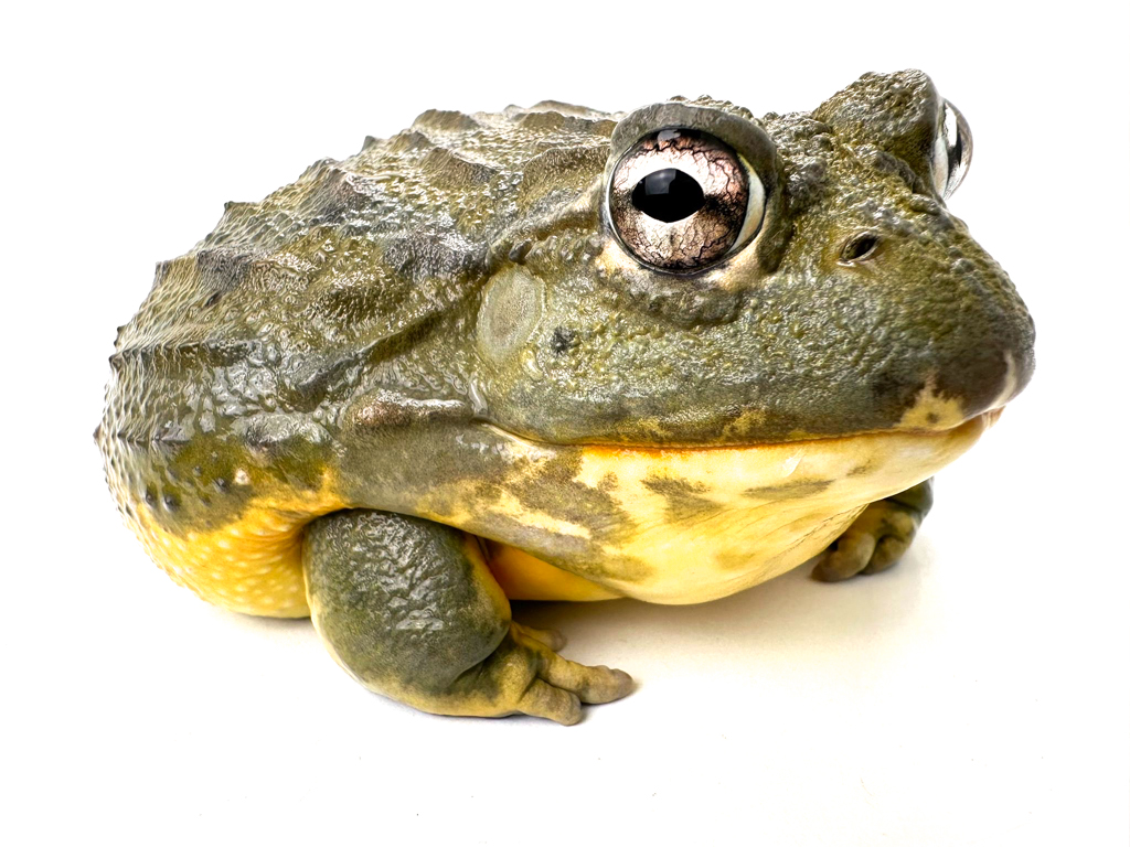 Female Giant African Bull Frog CB 350g