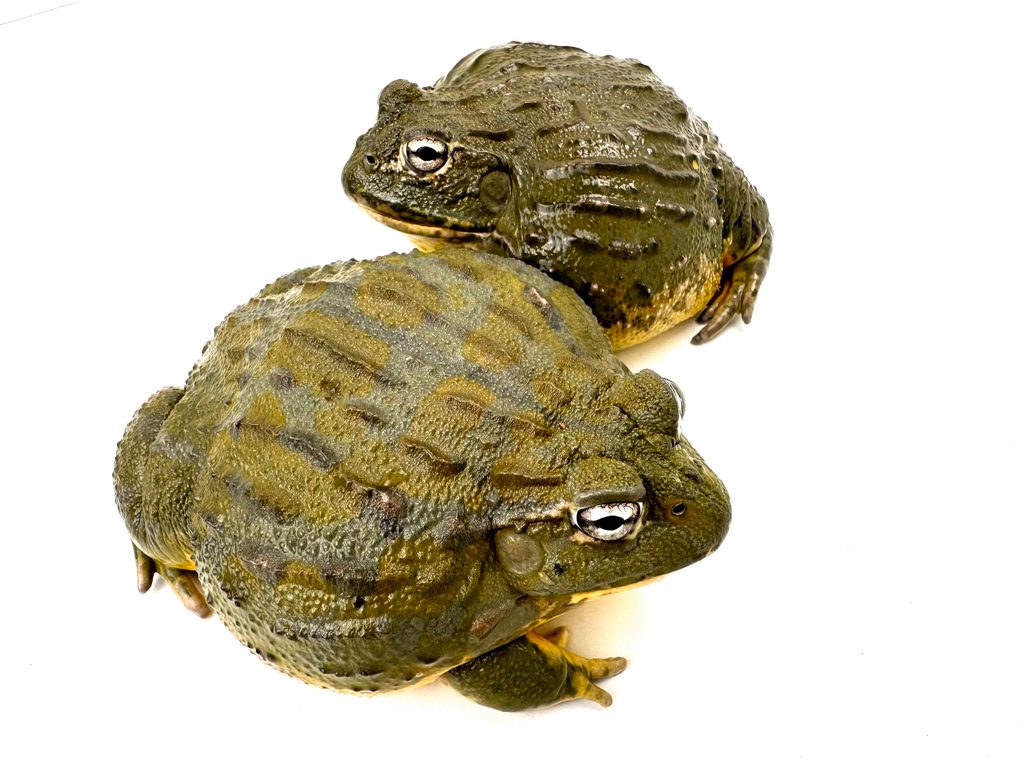 Female Giant African Bull Frog CB 350g