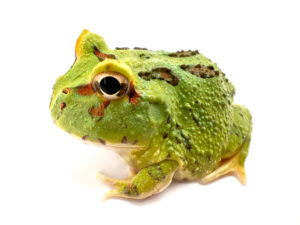 Green Horned Frog CB24