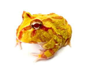 Albino Horned Frog CB24