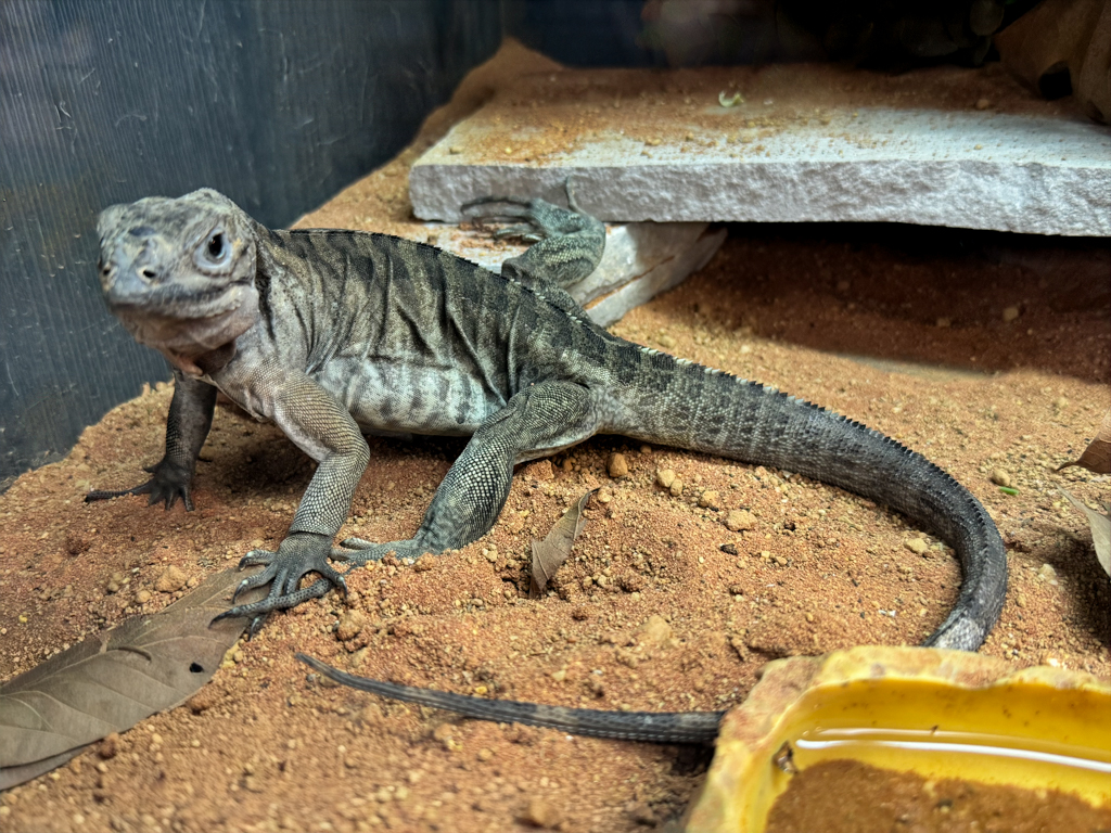 Lizard care sheets - Blackpool Reptiles & Aquatics