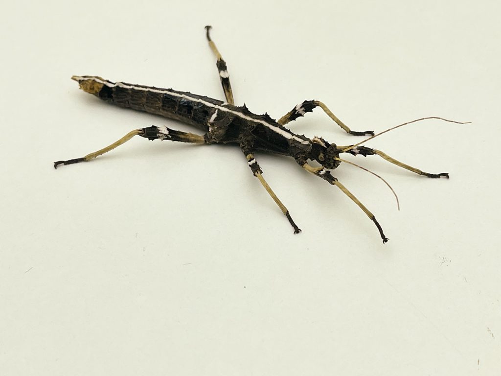 Sunny Stick Insect CB 2-3cm