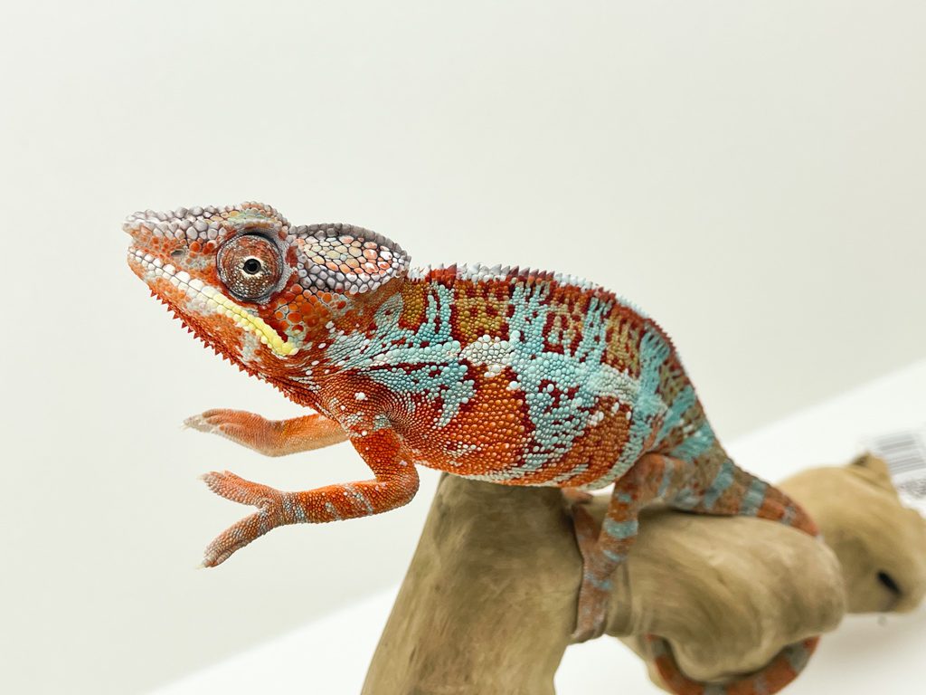 Male Red/Blue Bar Ambilobe Panther Chameleon CB20