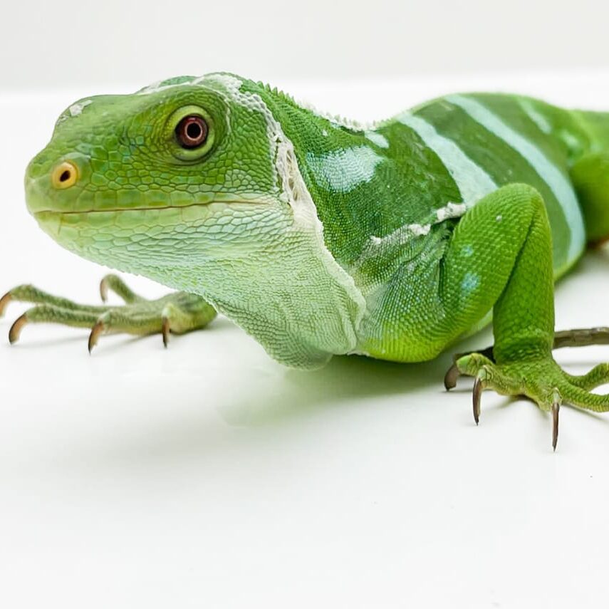 Male Fiji Iguana CB15