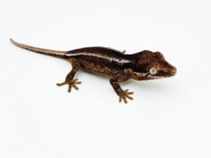 Black and White Stripe Gargoyle Gecko CB21