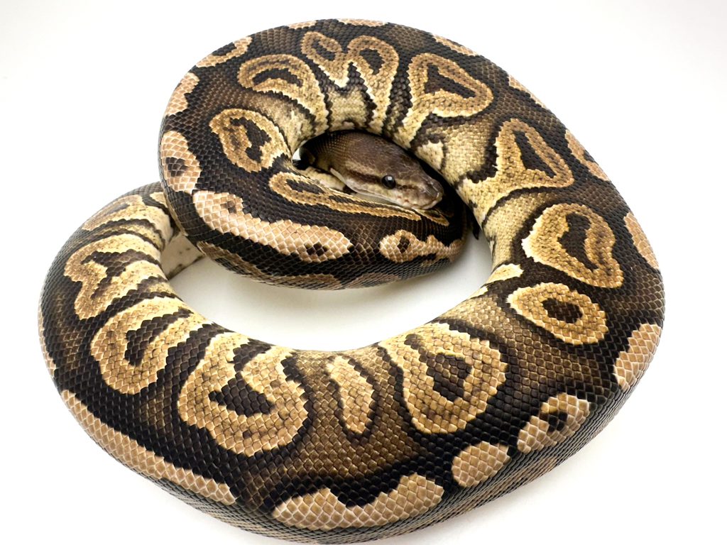 Python regius 'Ball Python' Mini Wheat -ball python